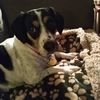 shelleymax1